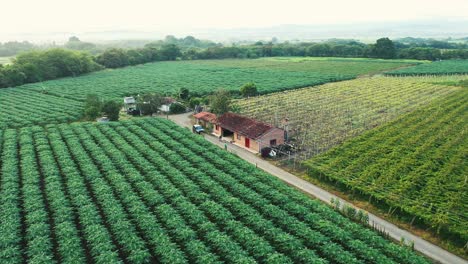 enorme viñedo en colombia las mejores uvas de