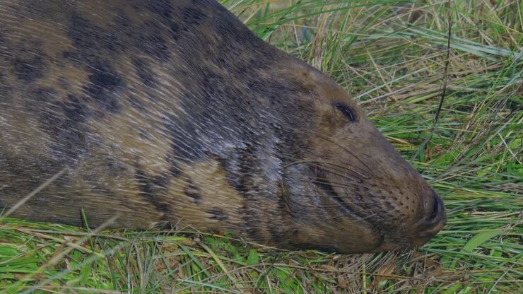 Atlantic grey seal breeding season highlights newborn pups with white fur, tenderly cared for by mothers in the November evening sun
