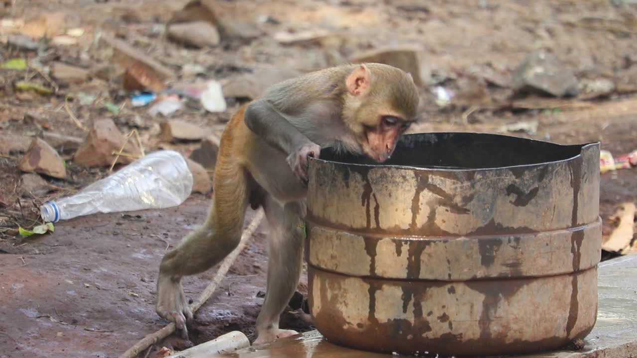 toma de mano macaco rhesus bebiendo agua de tambor oxidado, comportamiento humano - india