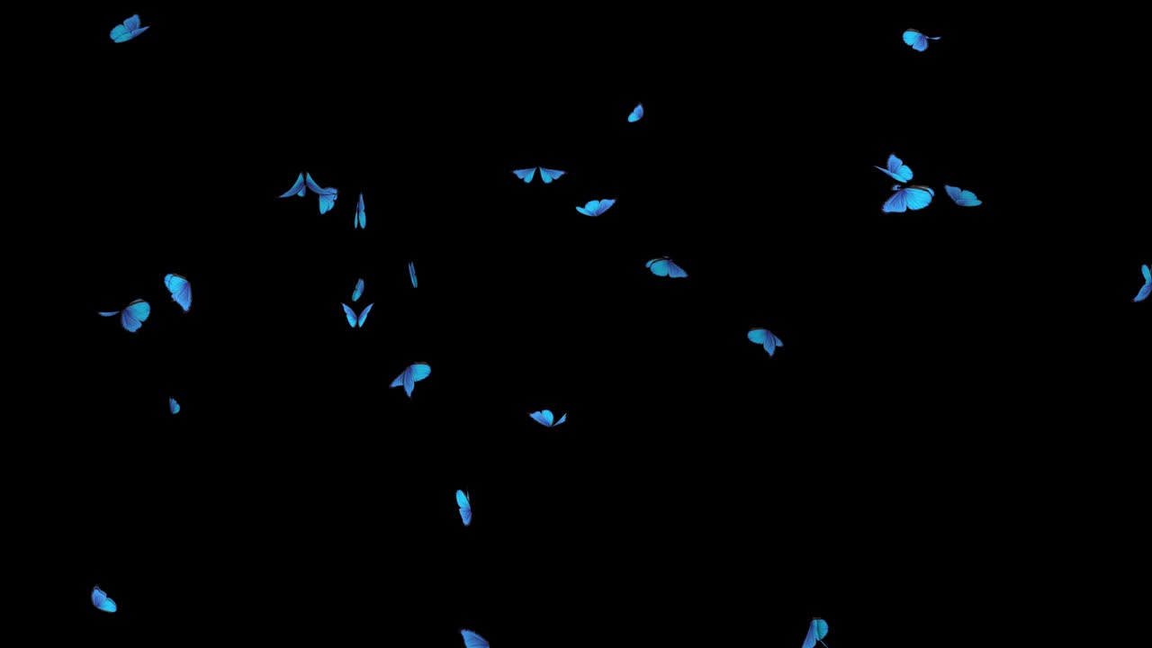 나비들이 날아다니는 애니메이션: 없는 루프