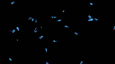 farfalle che volano animazione. ciclo senza seme