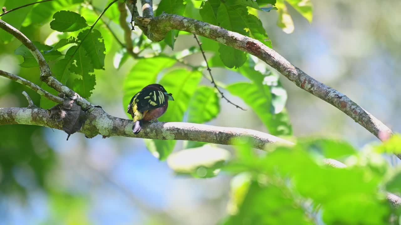 banded broadbill, eurylaimus javanicus, 입에 음식이 있는 개체가 둥지로 배달될 예정이며 오른쪽을 향하고 주변을 둘러보며 태국 정글에서 오후에 볼 수 있습니다.