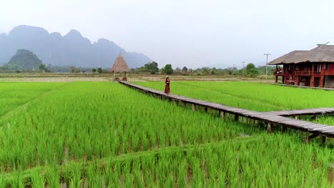 4k video shot aerial view by drone. young woman walking on wooden path with green rice field