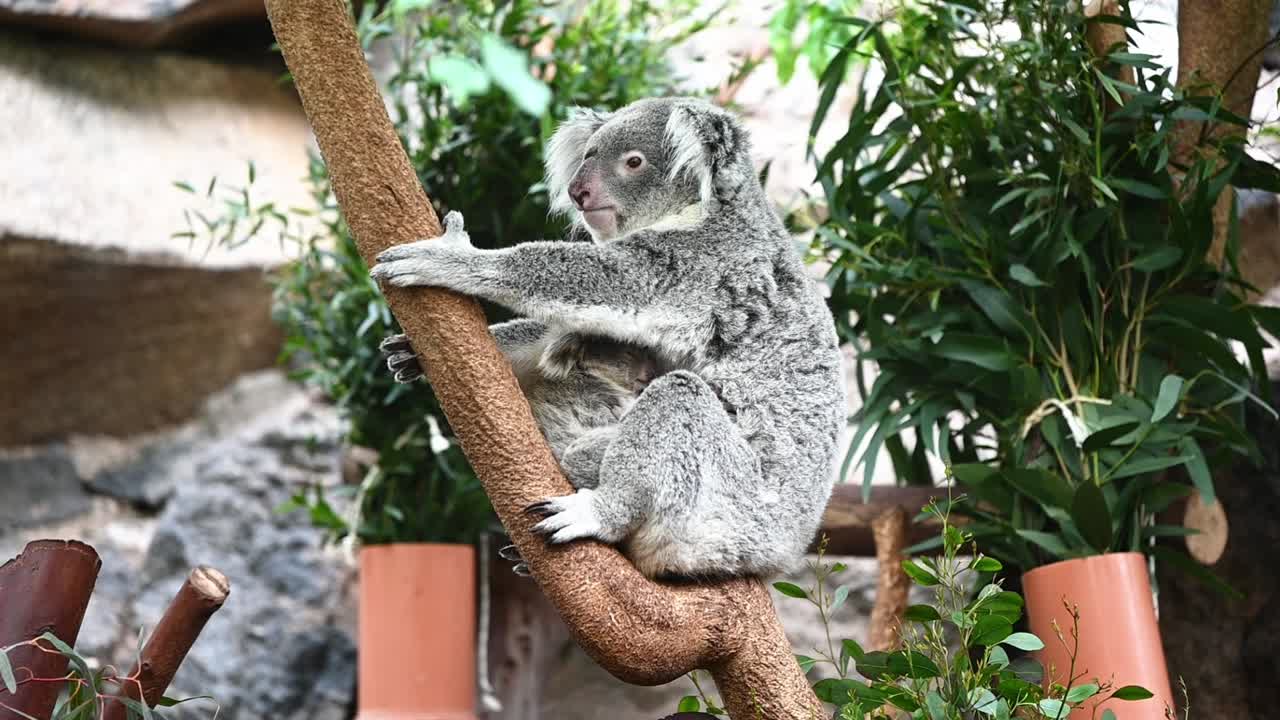 Tenero cucciolo di koala appena nato che si coccola con la madre sull'albero.