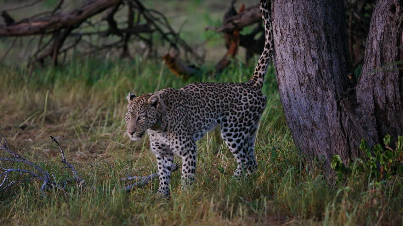 Leopard Cub in the African Savanna