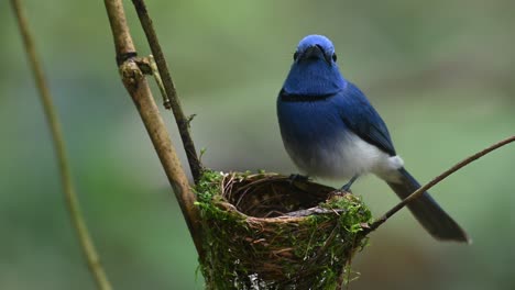 papamoscas azul de nuca negra, hypothymis azurea, tailandia