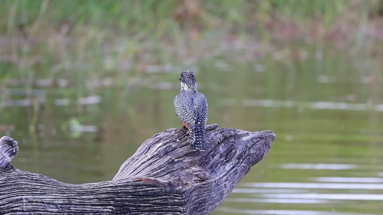 Giant kingfisher perched on tree log over water clean pointed bill by scratching