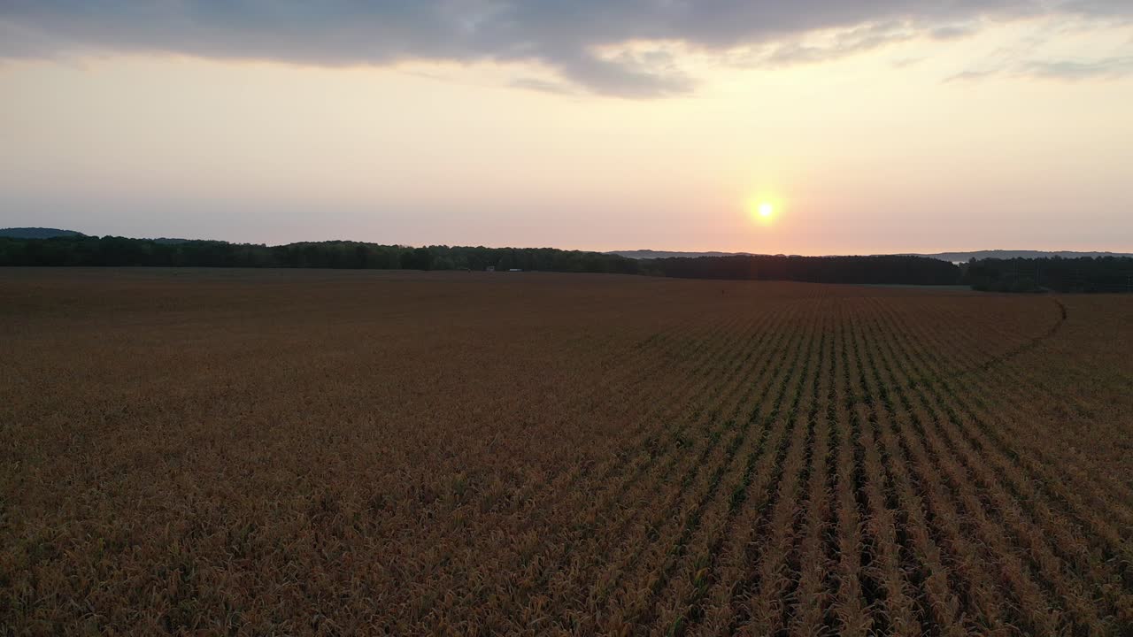 amanecer y atardecer sobre un campo de maíz