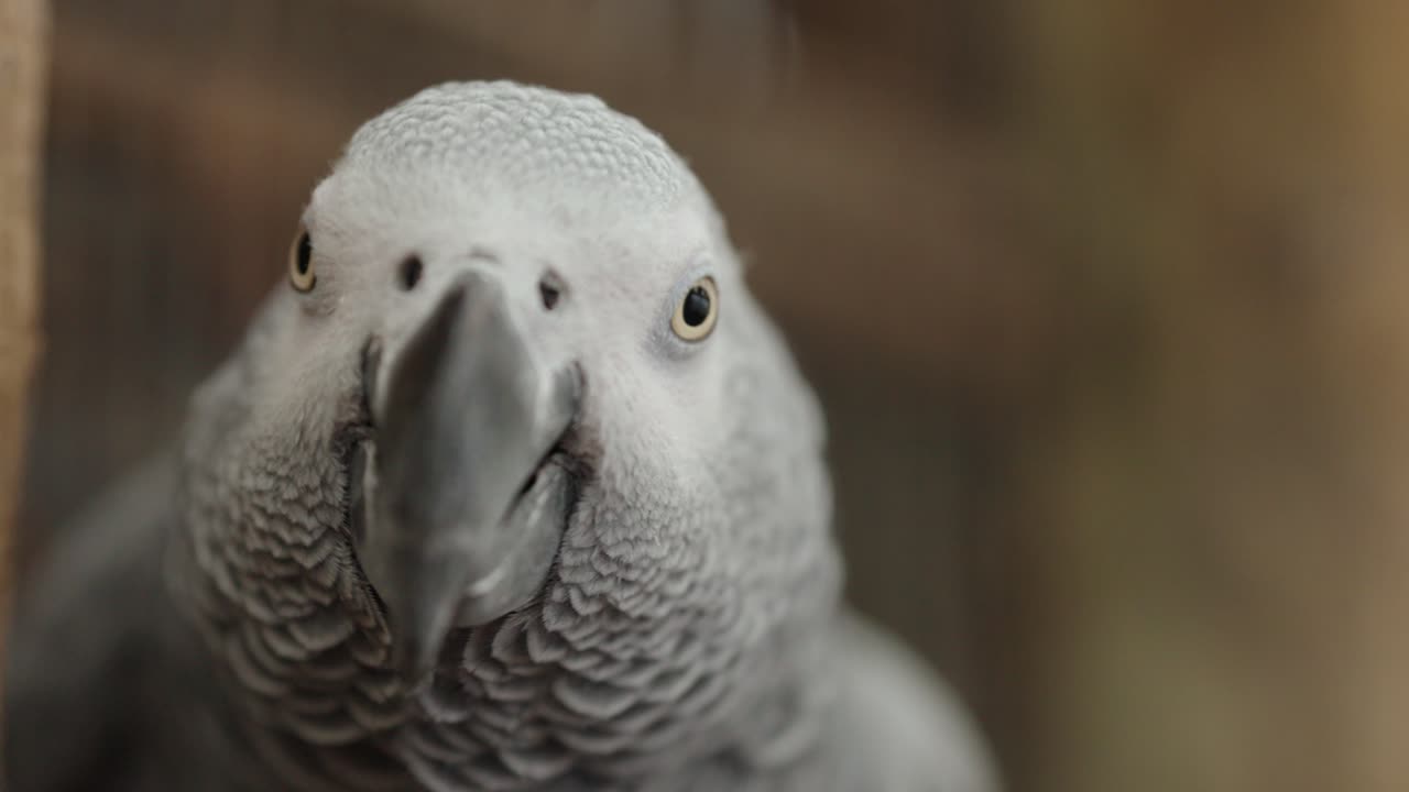 Close up of a beautiful African Grey Parrot who is inquisitive as its head tilts side to side