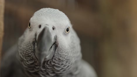 close up of a beautiful african grey parrot who is inquisitive as its head tilts side to side