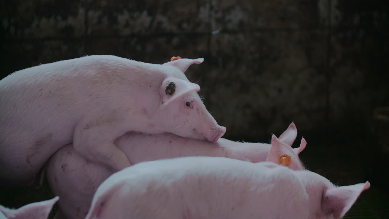 Group of Pink Pigs in a Barn