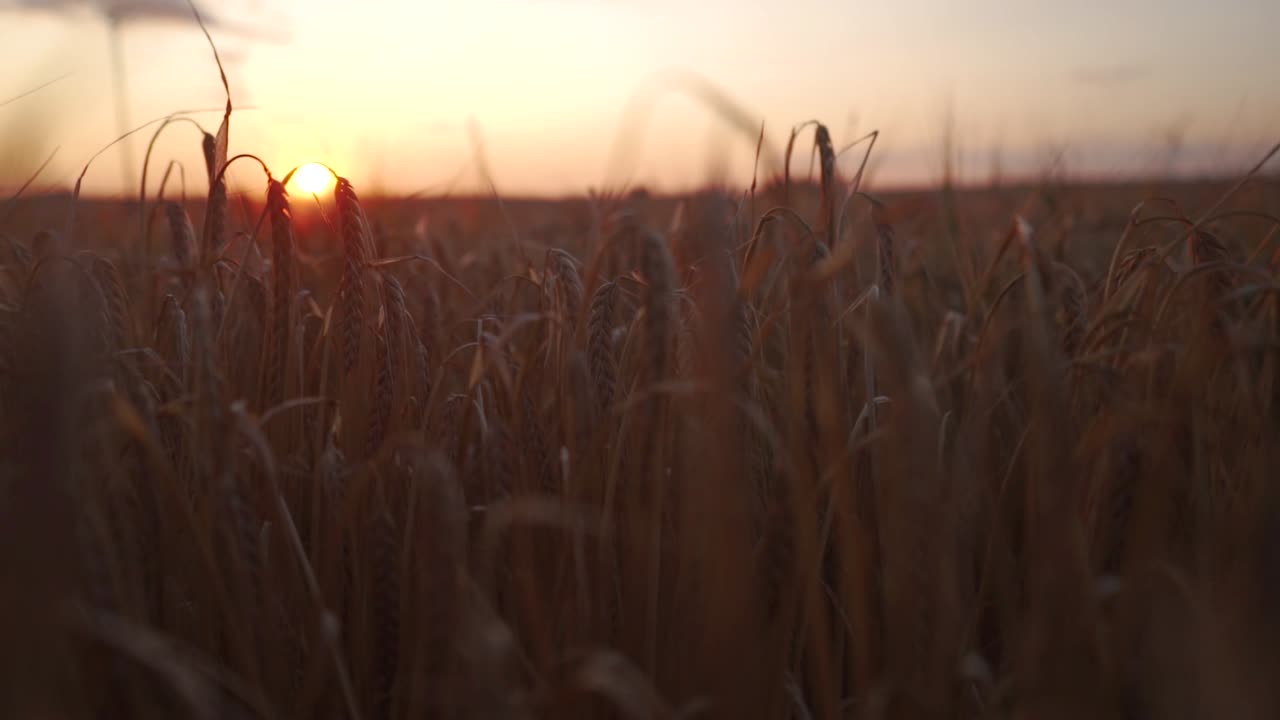camera sliding gently to the left amongst plants of barley. The sun is setting in the background.