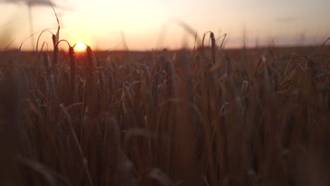 camera sliding gently to the left amongst plants of barley. the sun is setting in the background.