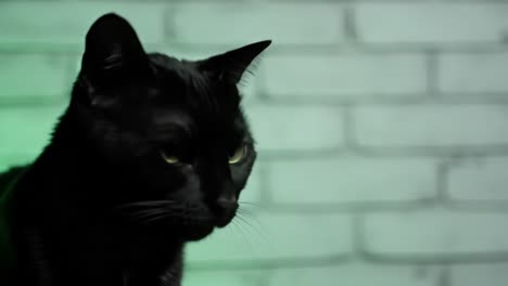 captivating black cat captured in dynamic frames: a study of elegance, mystery, and intrigue in subtle green lighting against a textured brick background