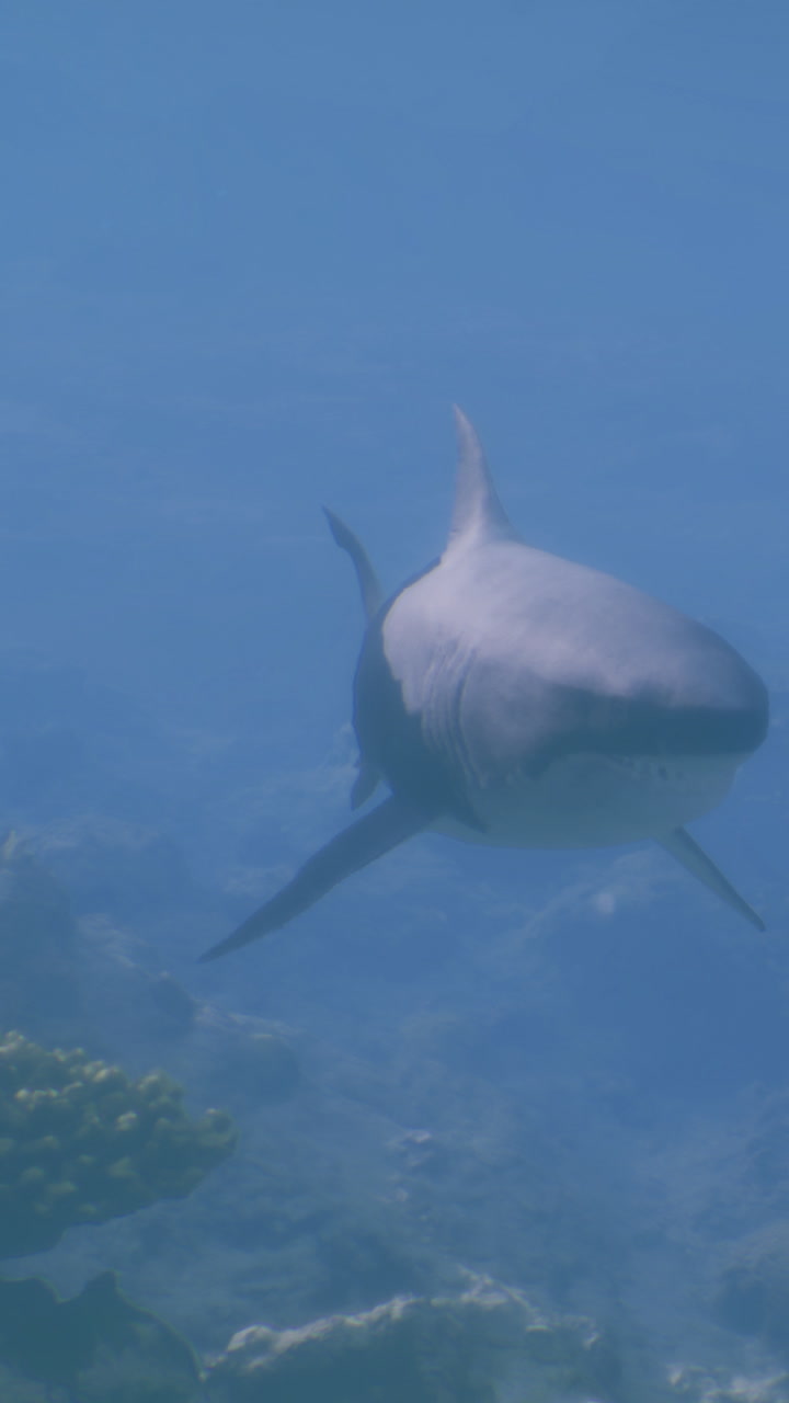 Shark swims through blue water near coral reef in tropical ocean