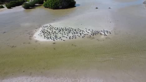 Gaviotas-Descansando-En-La-Isla-Cerca-De-Los-Manglares-Disparados-Desde-Arriba