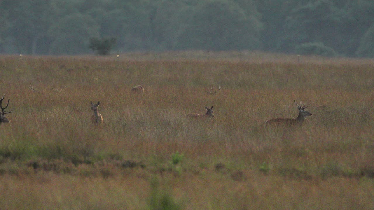 ciervo rojo en un prado