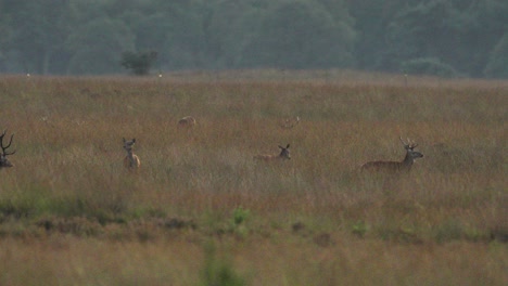 red deer in a meadow