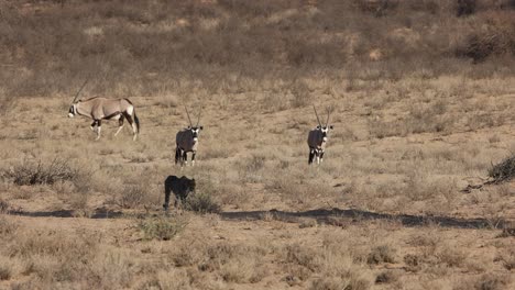 Cheetah-Lying-Down-in-Shade-With-Oryx-in-Background,-Kgalagadi