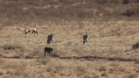 cheetah acostado en la sombra con oryx en el fondo, kgalagadi