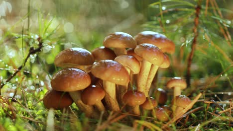 Armillaria-Pilze-Aus-Honigpilz-In-Einem-Sonnigen-Wald-Im-Regen.