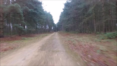 a drone flying around just one of the thousands of forests of the united kingdom.