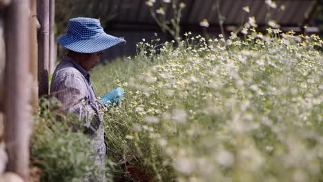 a person tending to chamomile flowers in a field