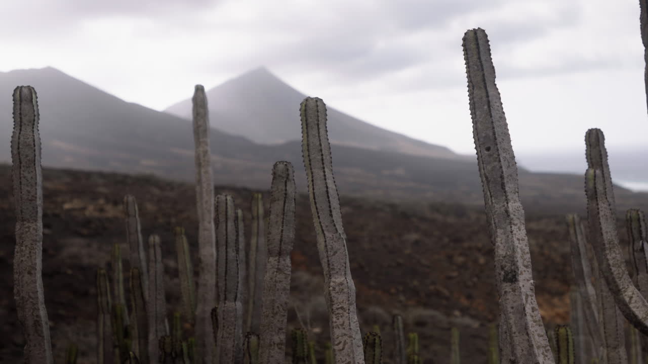 paisaje natural clásico del desierto de cactus en fuerteventura isla canaria españa, día ventoso y nublado en un área remota, trekking y senderismo badlands