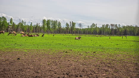 Herd-of-deer-grazing-on-the-short-green-grass-field-with-trees-in-the-background