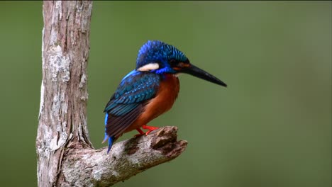 El-Martín-Pescador-De-Orejas-Azules-Es-Un-Pequeño-Martín-Pescador-Que-Se-Encuentra-En-Tailandia-Y-Es-Buscado-Por-Los-Fotógrafos-De-Aves-Debido-A-Sus-Hermosas-Orejas-Azules,-Ya-Que-Es-Una-Pequeña,-Linda-Y-Esponjosa-Bola-De-Plumas-Azules-De-Un-Pájaro