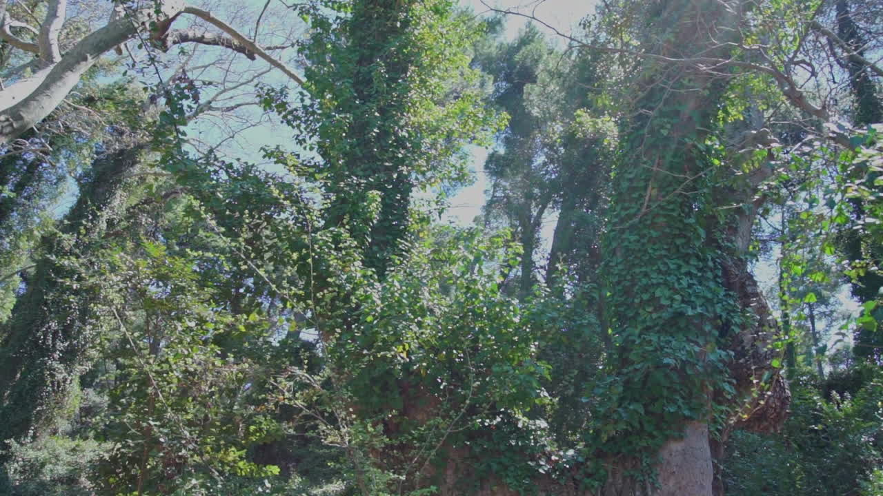 tiro inclinado hacia arriba de un árbol viejo