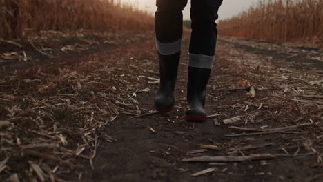 legs in boots walk along the country road between fields of corn