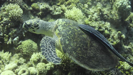 Schildkröte-In-Begleitung-Eines-Schiffshalterfisches-Am-Korallenriff-Des-Roten-Meeres-In-Ägypten,-Aufgenommen-Mit-4K