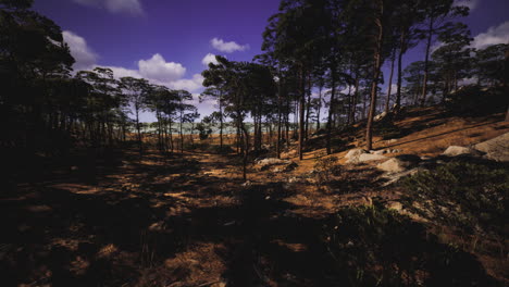 nature landscape with tall trees under a clear sky during daylight