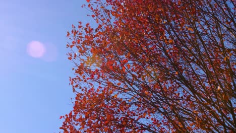 red leaves fall from a tree composed on the right side of a 4k frame