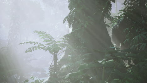 misty rainforest with lush greenery and sun rays filtering through trees
