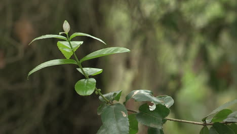 a branch with green bay leaves in the foreground, the background with blurred trees