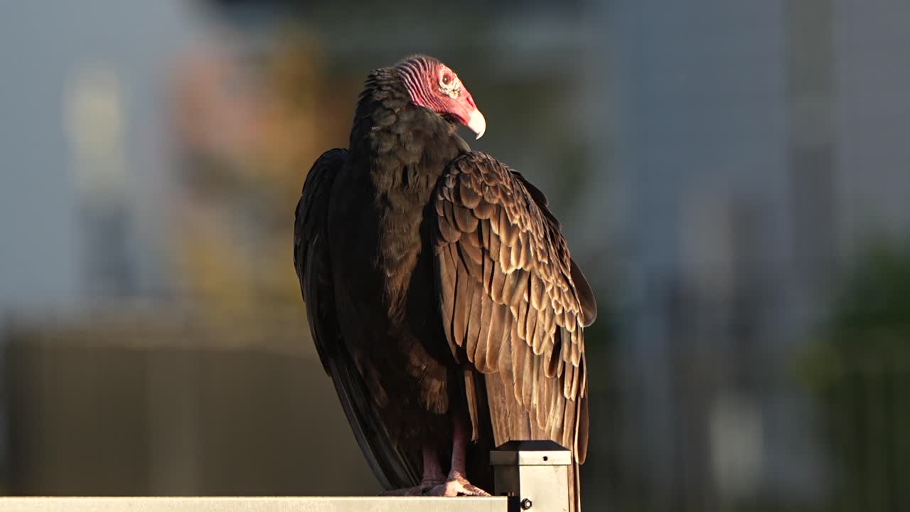 Turkey vulture sitting on a fence