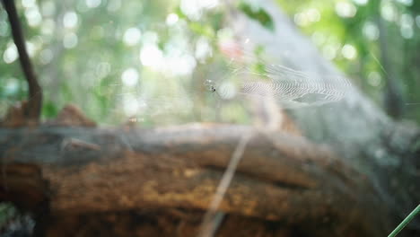 Telaraña-Con-Araña-En-El-árbol-En-El-Bosque