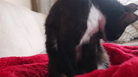 A-Black-And-White-Cat-Sitting-On-Red-Blanket-Cleaning-Itself-In-The-Living-Room---close-up