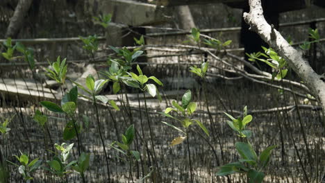 Las-Hojas-De-Las-Plántulas-De-Manglar-Se-Balancean-Con-Las-Hojas-En-El-Sotobosque-Ubicado-En-El-área-Recreativa-De-Bangphu-En-Samut-Prakan,-En-Tailandia.