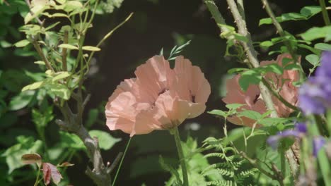 Biene-Und-Zimmermannsbiene-Verlassen-Blassrosa-Mohn-Nach-Dem-Sammeln-Von-Pollen