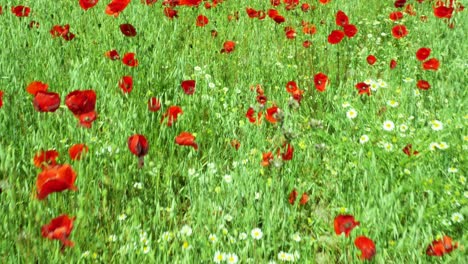 una toma caminando por un campo de amapolas con pequeñas margaritas también