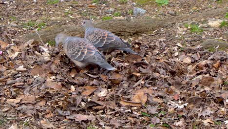 Dos-Palomas-Recogen-Migas-En-La-Hierba-Entre-Las-Hojas-Amarillas-Caídas