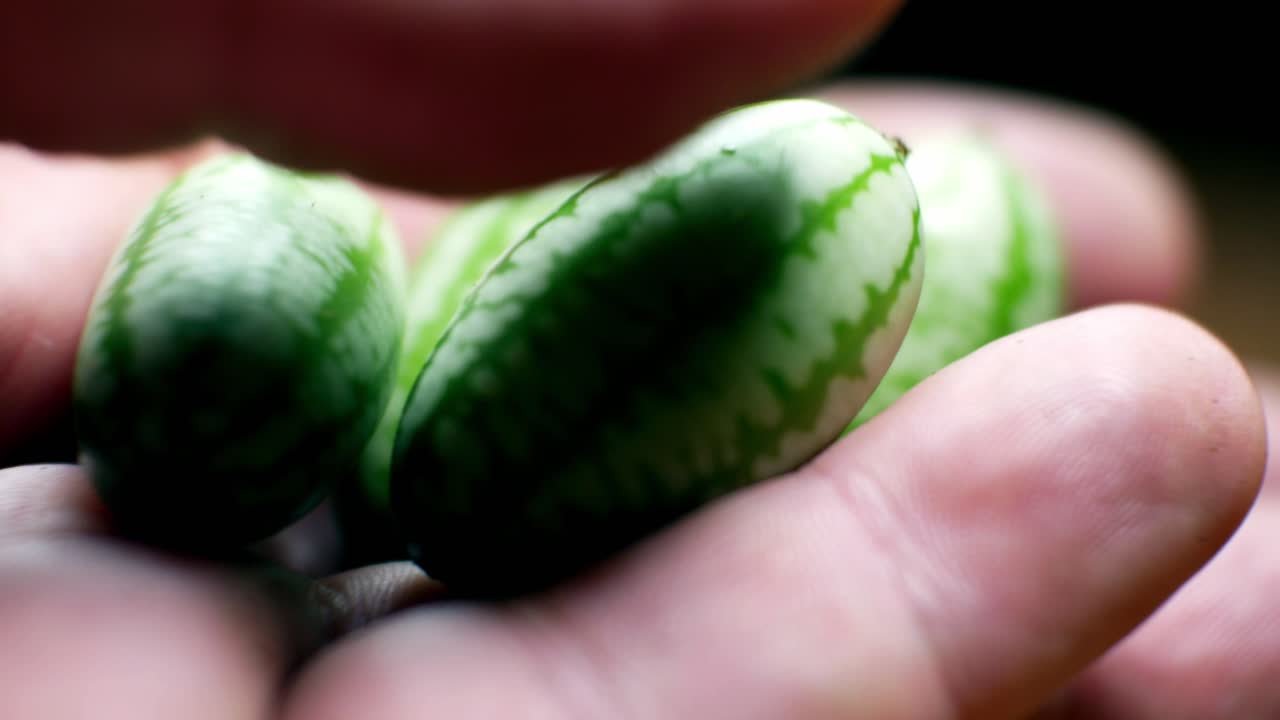 손을 잡고 원시 신선한 작은 녹색 멕시코 cucamelon 선택적 초점 돌리 왼쪽 근접 촬영