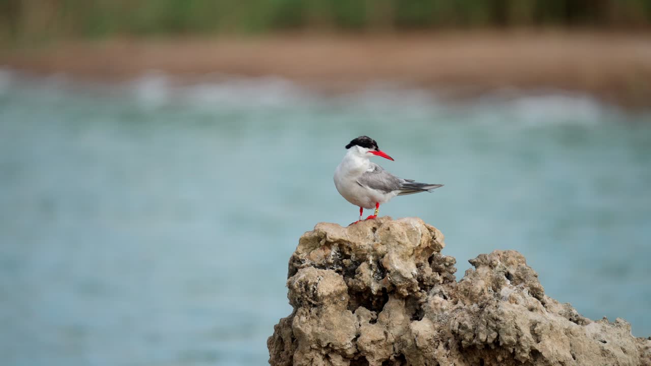 Common tern (Sterna hirundo) standing on a rock, it preens its feathers