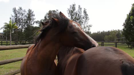 dos grandes caballos marrones rascándose unos a otros usando sus dientes