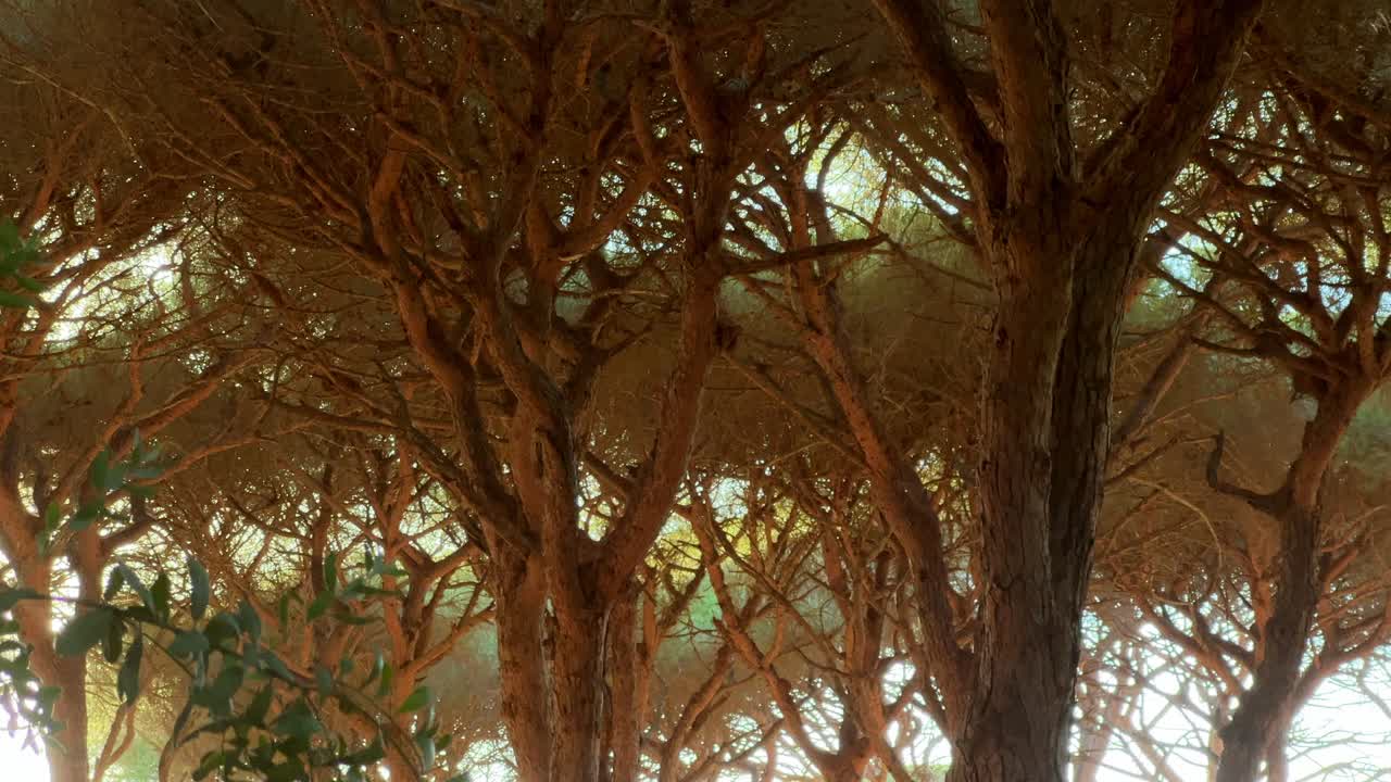 평화로운 햇살 가득한 공원에서 찍은 키 큰 나무들의 모습