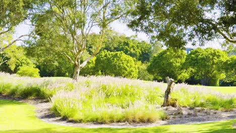 lush garden with trees and grass