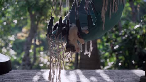 Close-up-shot-sleeping-cat-hangover-hammock-outdoors-during-beautiful-weather-in-wilderness